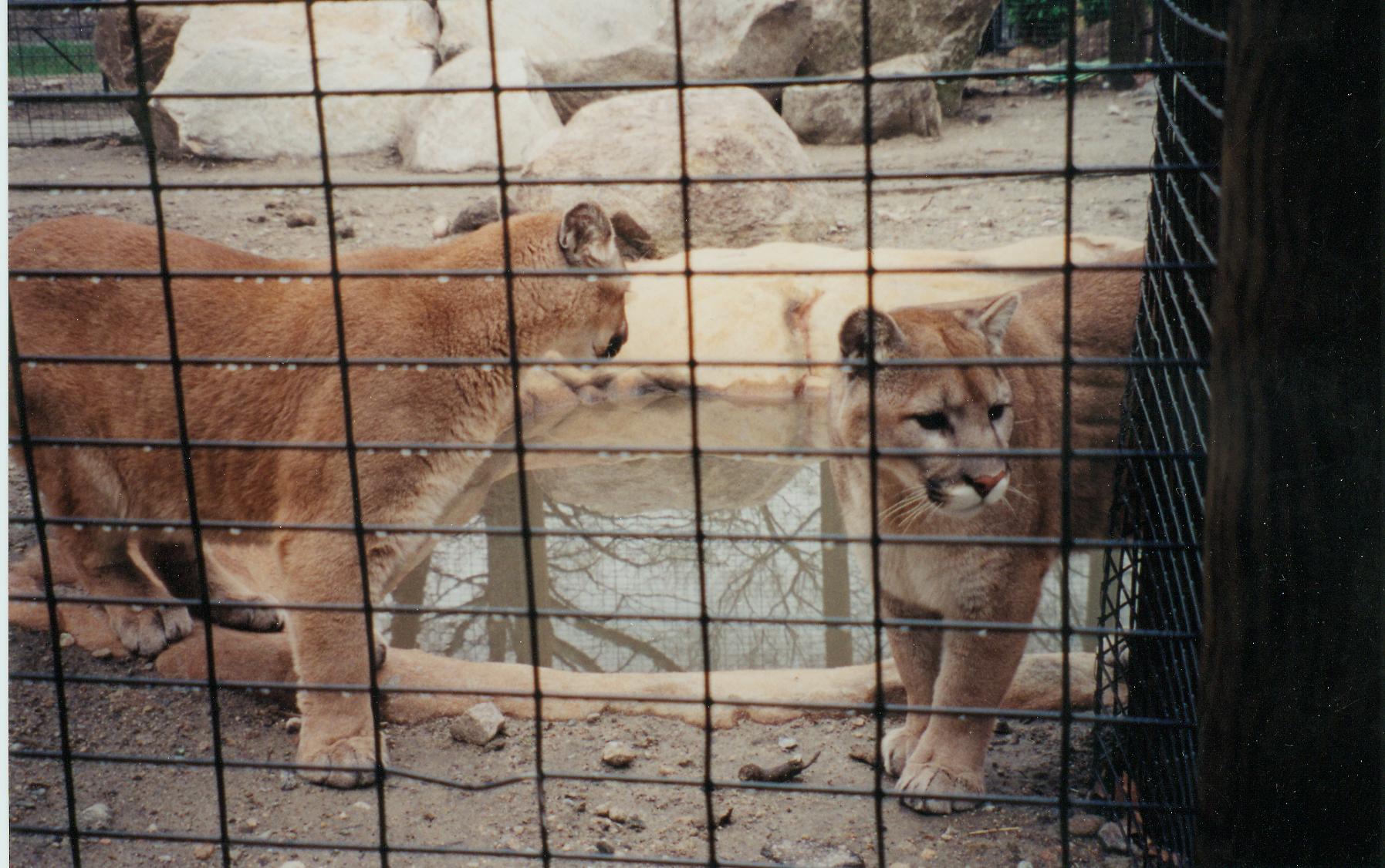 Cougar Exhibit