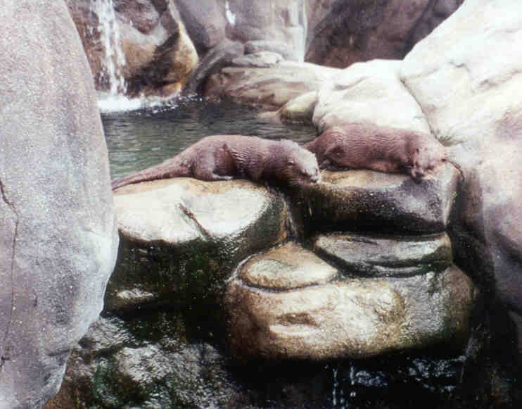 Otter Exhibit